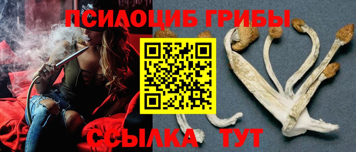 Галлюциногенные грибы Psilocybine cubensis Улан-Удэ